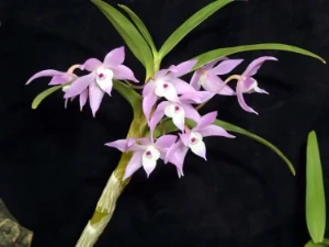 Bild von Dendrobium hercoglossum 2
